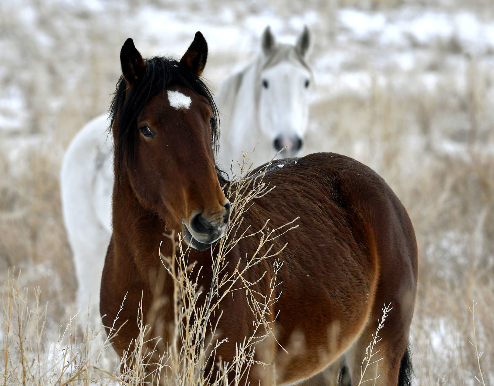 Wild Horses 1